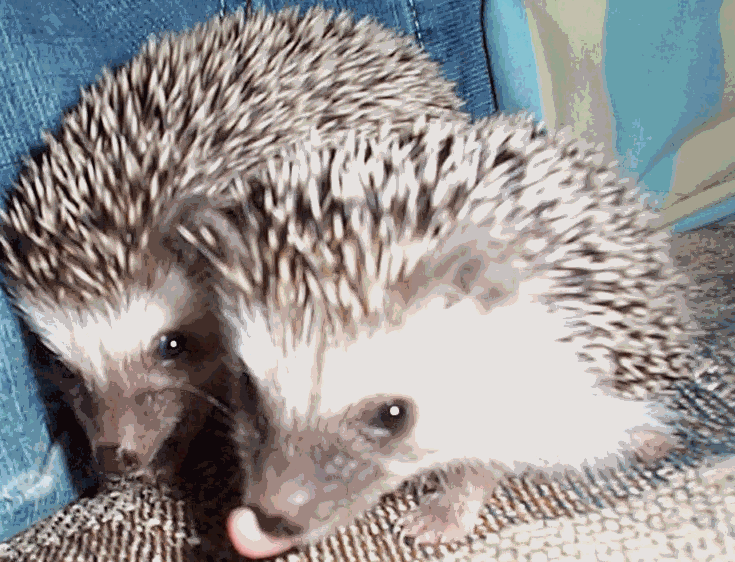2 cute hedgehogs
connecticuthedgehogs.com